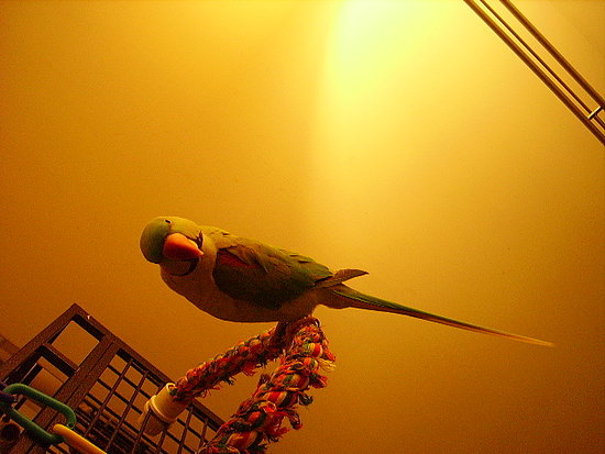 Image Image